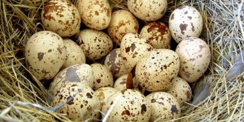 Pravilna inkubacija prepeličjih jaja kod kuće